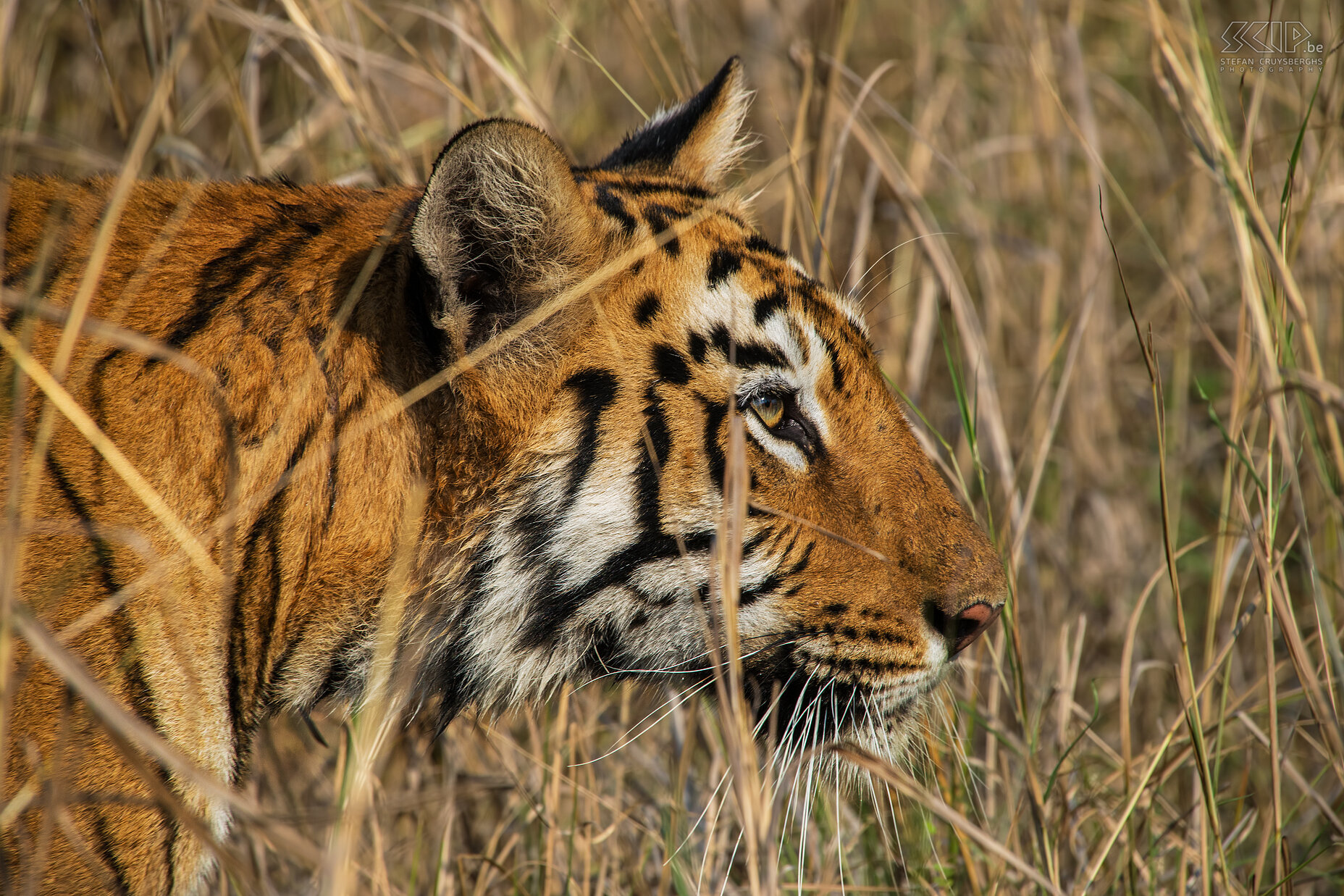 Tadoba - Tigress Because Bengal tigers are solitary animals, each specimen has hunt for its survival. Normally there is one kill every seven to nine days. When hunting, the tiger will hide itself in bushes or long grasses and gradually silently sneak towards a large prey. They are good swimmers so sometimes they ambush a prey in the water. Tigers prefer evenings and night times for their hunting. So we were extremely lucky to see a majestic but endangered tiger attacking some deers in the wild. Stefan Cruysberghs